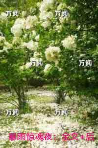 此夜啥意思